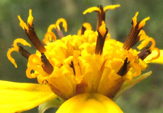 BIDENS SQUARROSA, disc flowers