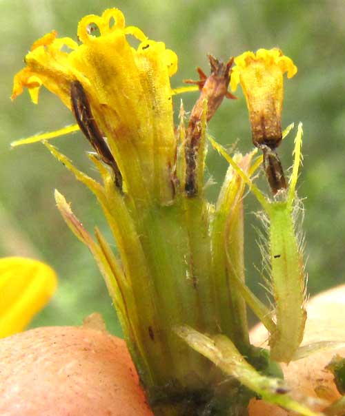 BIDENS SQUARROSA, flower head longitudinal section showing awned fruit