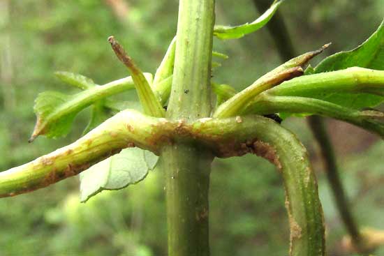 BIDENS SQUARROSA, stem node