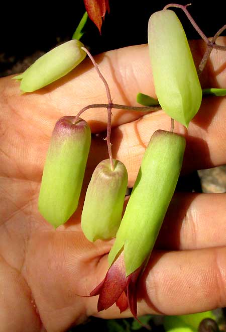 BRYOPHYLLUM PINNATUM, inflated calyxes and a flower