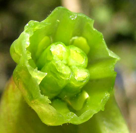 BRYOPHYLLUM PINNATUM, cross section of corolla showing immature follicles