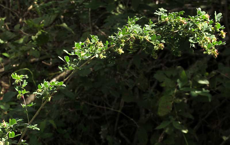 Low Prairie-clover, DALEA SCANDENS