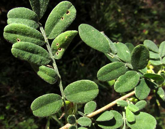 Low Prairie-clover, DALEA SCANDENS, leaves