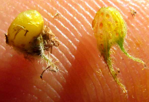 Low Prairie-clover, DALEA SCANDENS, legume or seed, and part of warty calyx