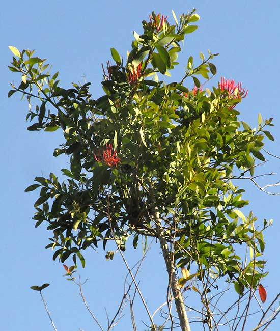 Mayan Tropical Mistletoe, PSITTACANTHUS MAYANUS