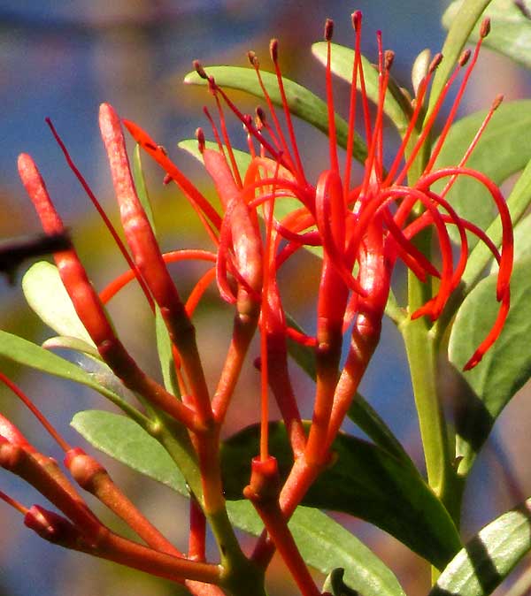 Mayan Tropical Mistletoe, PSITTACANTHUS MAYANUS, flowers