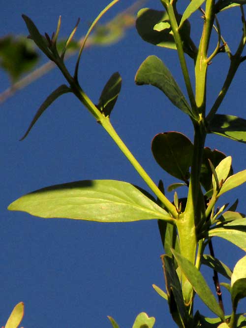 Mayan Tropical Mistletoe, PSITTACANTHUS MAYANUS, squared stems & thickened nodes
