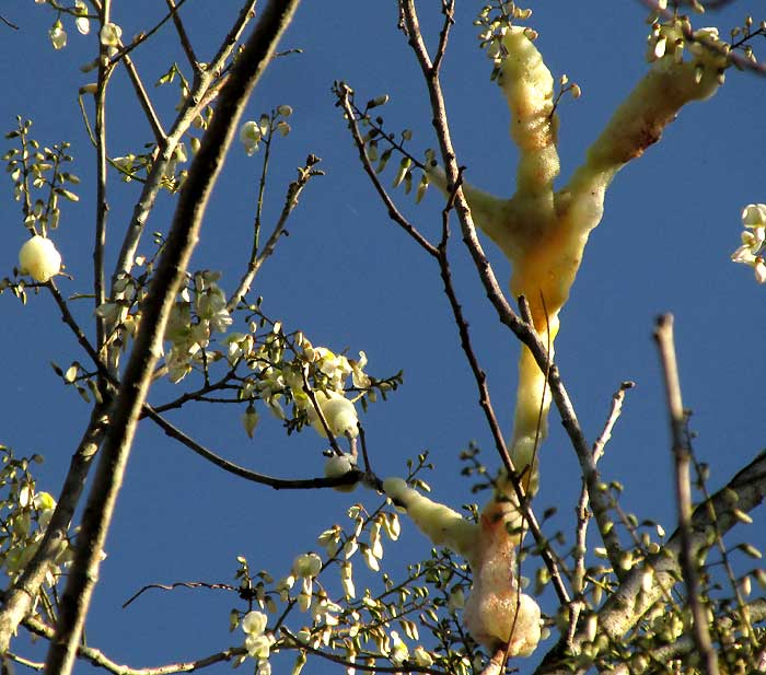 fungal foam on tree branch