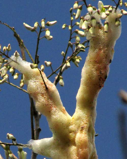 fungal foam on tree branch