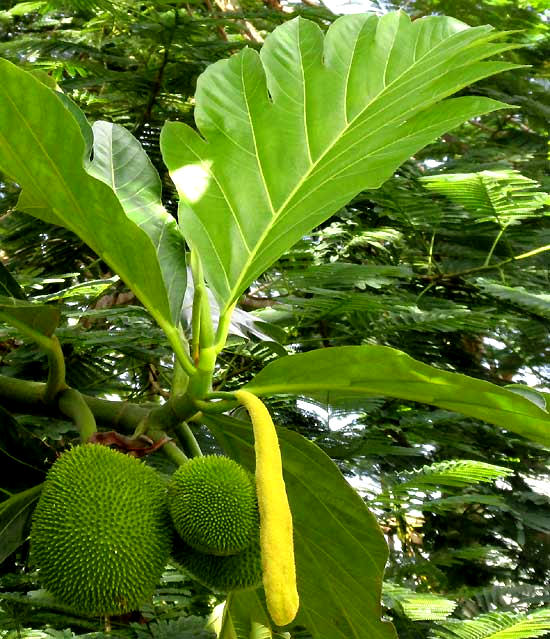 Breadnut, ARTOCARPUS CAMANSI, fruits and male flowers