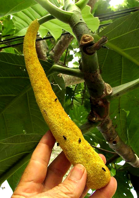 Breadnut, ARTOCARPUS CAMANSI, structure holding male flowers