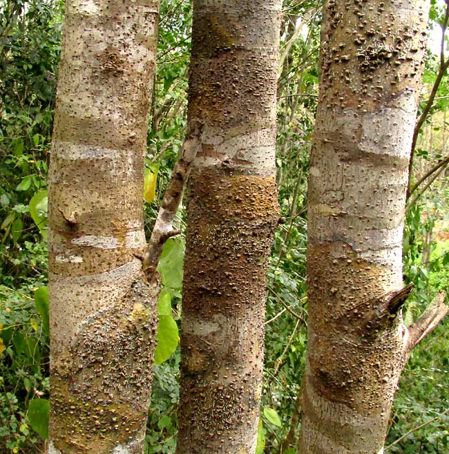 lenticels in lichen patches