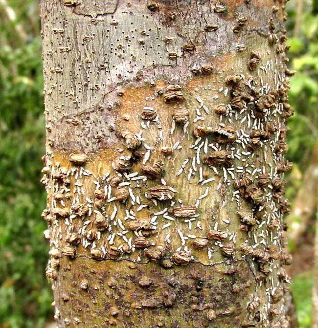 lenticels in lichen patches close-up
