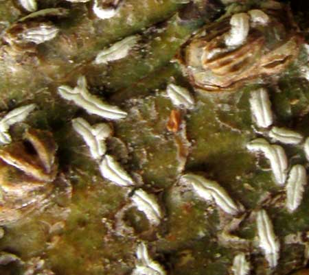 large & small lenticels in lichen patch