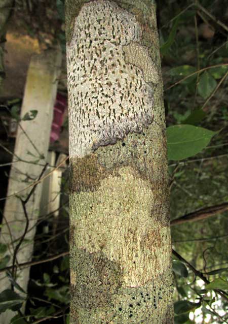 lenticels in lichen patches on Diospyros trunk