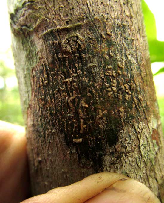 lenticels in lichen patches on Senna tree