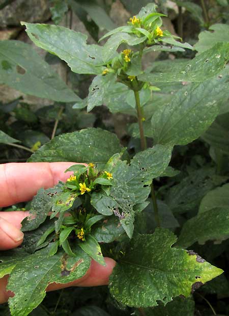 Synedrella, SYNEDRELLA NODIFLORA