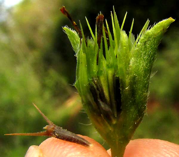 Synedrella, SYNEDRELLA NODIFLORA, cypselas with awns & phyllaries