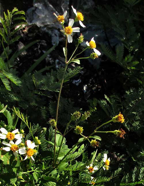 BIDENS ALBA