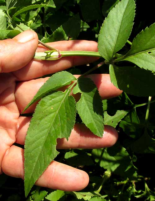 BIDENS ALBA, leaves