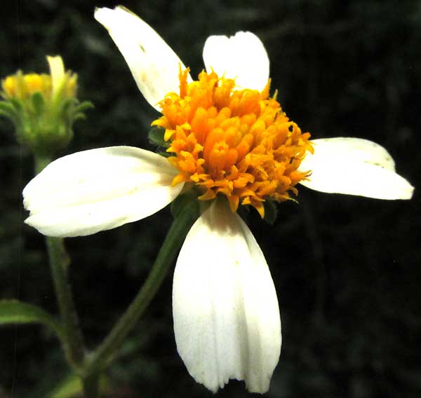 Bidens alba, head