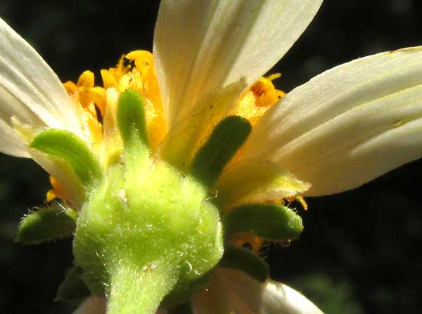 BIDENS ALBA, involucre bracts