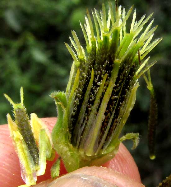 BIDENS ALBA, developing fruits