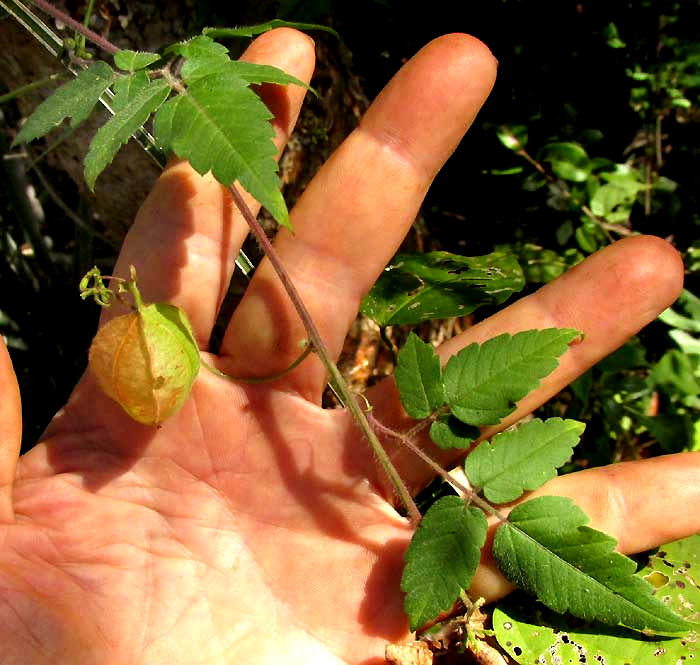 Balloon-Vine, CARDIOSPERMUM CORINDUM. leaves & bladder