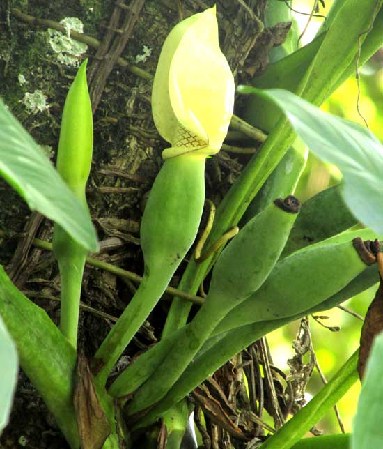 SYNGONIUM PODOPHYLLUM, spathe & spadix