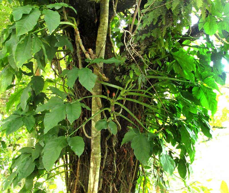 SYNGONIUM PODOPHYLLUM on tree