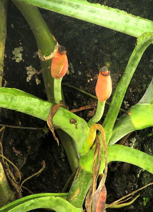 SYNGONIUM PODOPHYLLUM, fruiting structures