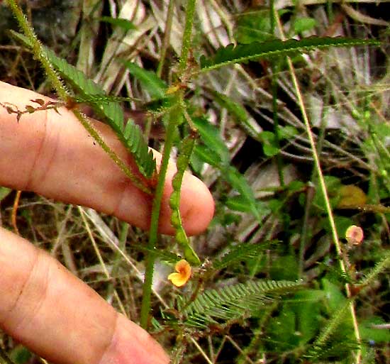 Joint-vetch, AESCHYNOMENE AMERICANA