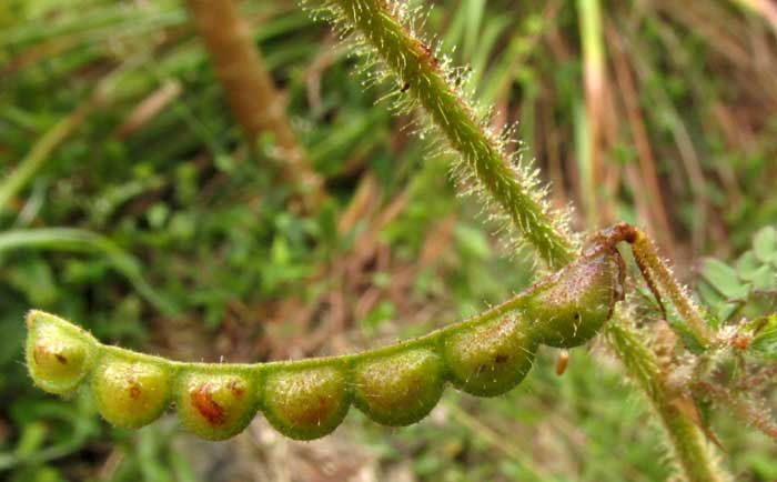 Joint-vetch, AESCHYNOMENE AMERICANA, loment