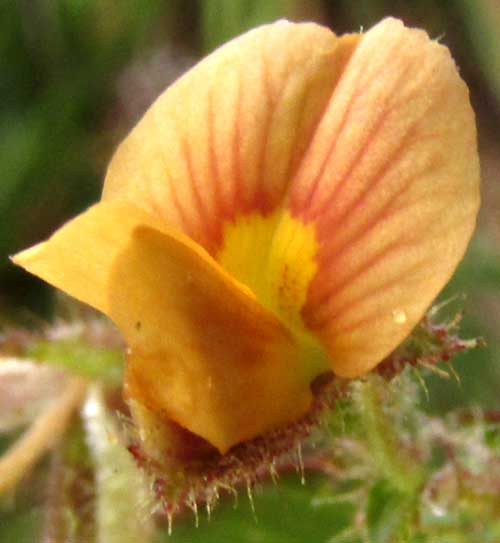Joint-vetch, AESCHYNOMENE AMERICANA, flower from front