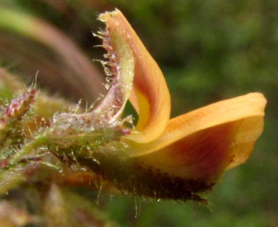 Joint-vetch, AESCHYNOMENE AMERICANA, flower side view