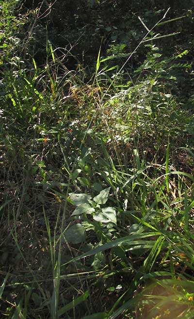 Browntop Signalgrass, UROCHLOA FUSCA