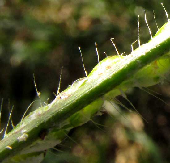 Browntop Signalgrass, UROCHLOA FUSCA, spikelets in one file on rachilla