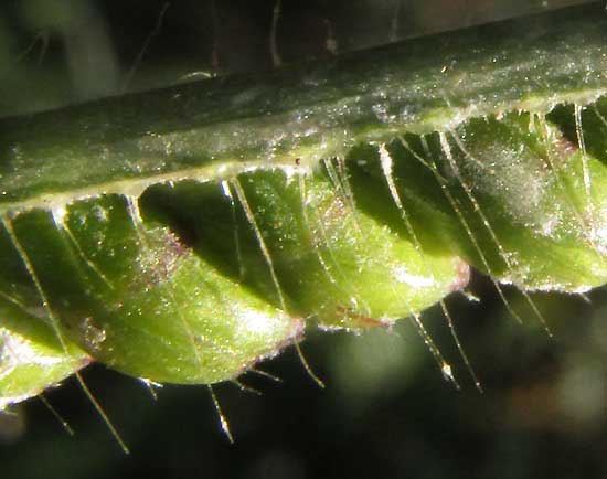 Browntop Signalgrass, UROCHLOA FUSCA, spikelets side view