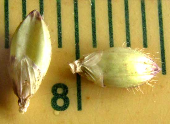 Browntop Signalgrass, UROCHLOA FUSCA, spikelets on ruler