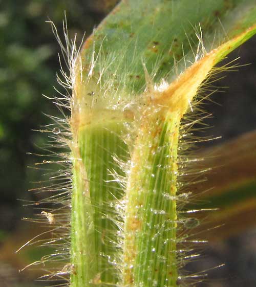 Browntop Signalgrass, UROCHLOA FUSCA, hairy sheath & ligule