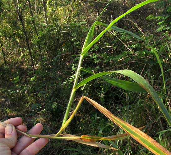 Browntop Signalgrass, UROCHLOA FUSCA, lower stem running along ground