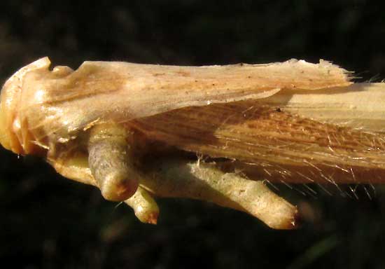 Browntop Signalgrass, UROCHLOA FUSCA, adventitious roots on lower stem section