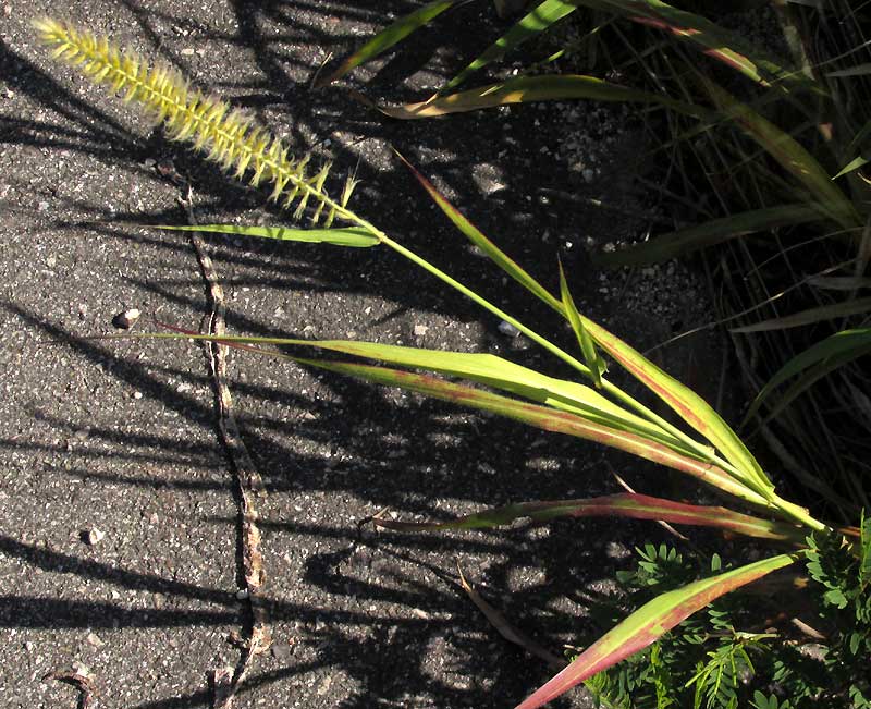 African Foxtail Grass, CENCHRUS CILIARIS