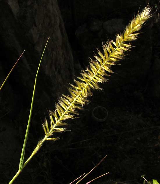 African Foxtail Grass, CENCHRUS CILIARIS, head