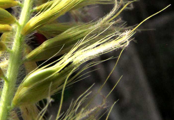 African Foxtail Grass, CENCHRUS CILIARIS, hairy rachis & spikelet cluster