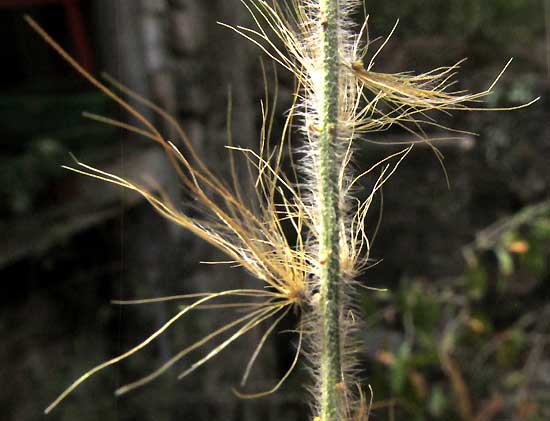 African Foxtail Grass, CENCHRUS CILIARIS, hairy rachis with remnant bristles