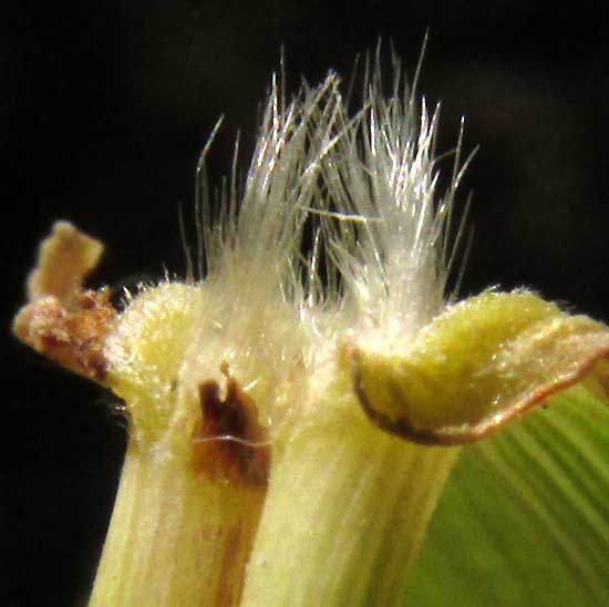 African Foxtail Grass, CENCHRUS CILIARIS, ligule