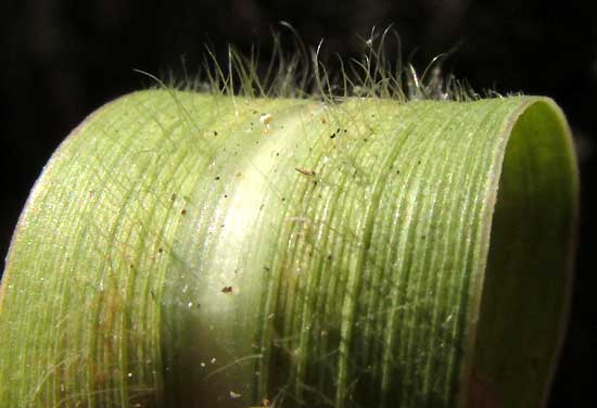 African Foxtail Grass, CENCHRUS CILIARIS, hairy leaf