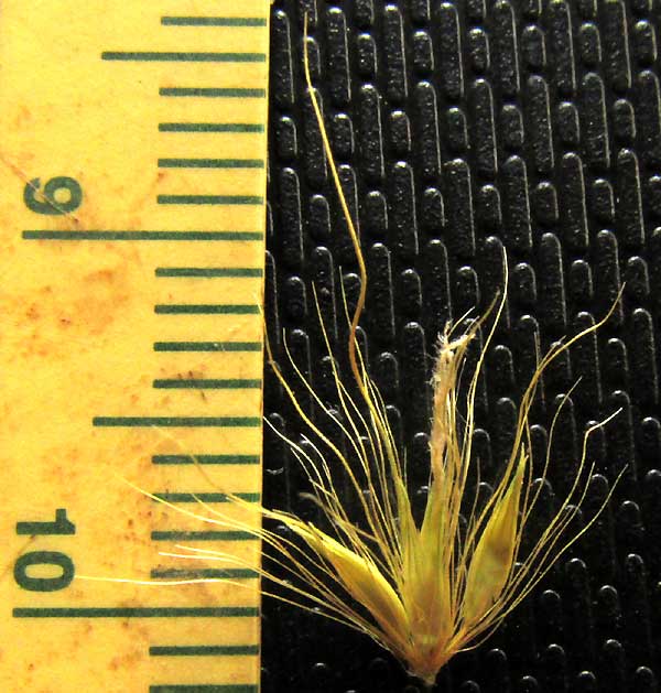 African Foxtail Grass, CENCHRUS CILIARIS, spikelet cluster