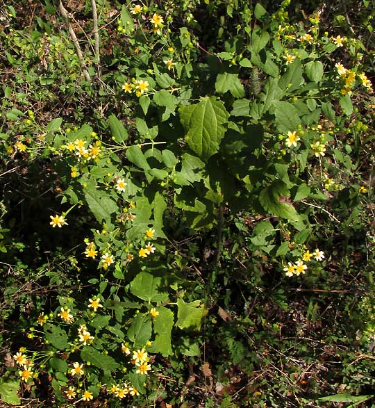 aff. LASIANTHAEA MACROCEPHALA?